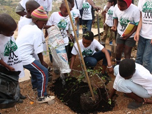 Plant a Tree