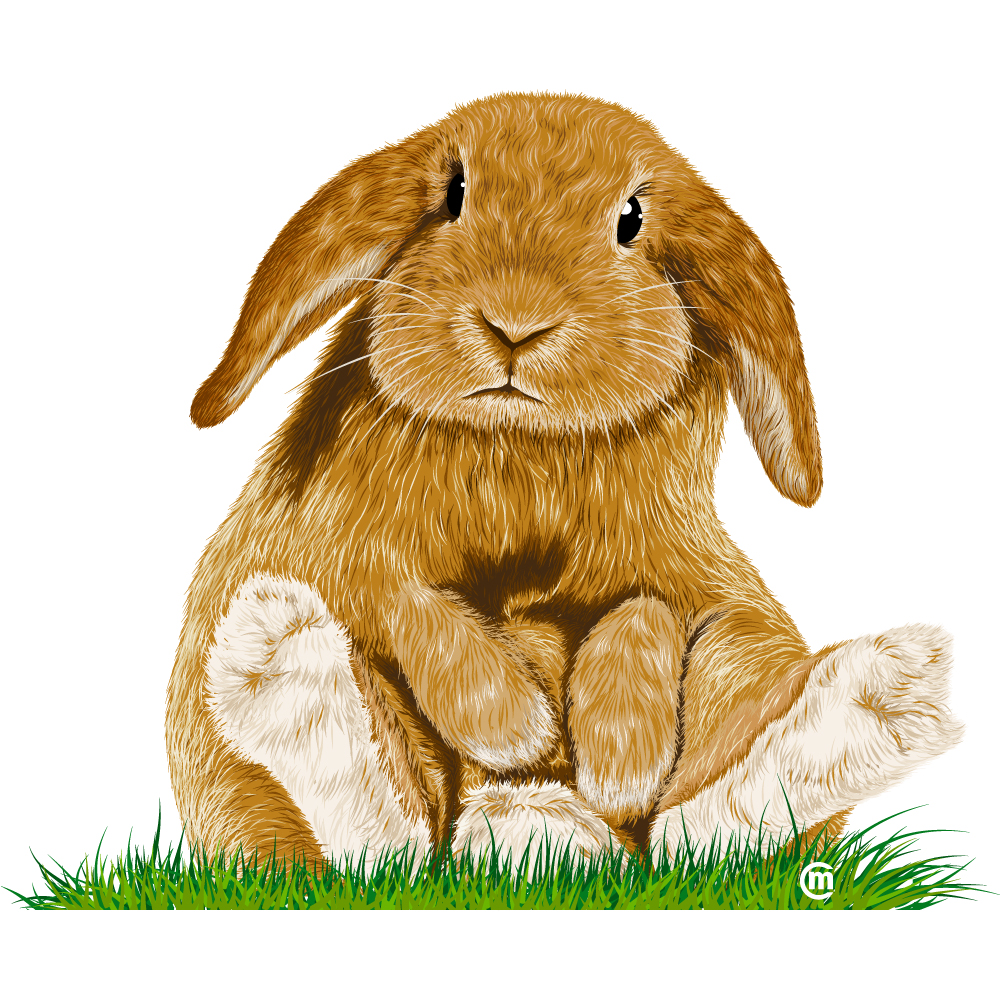 Hasi-1